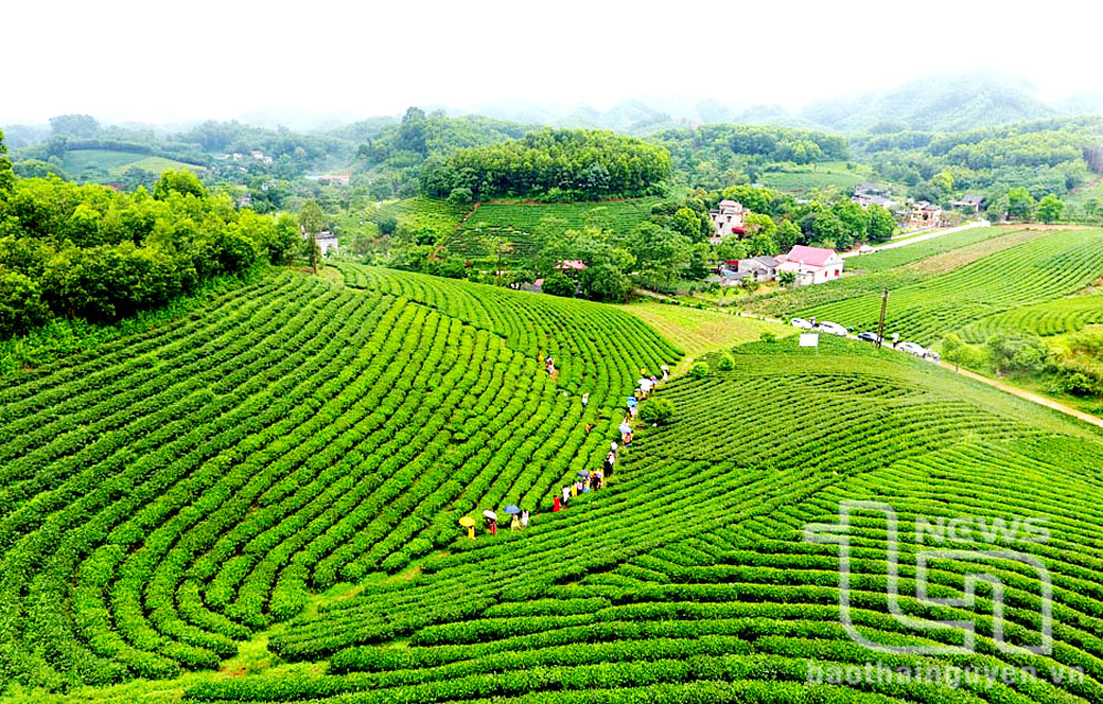 Vùng chè thị trấn Sông Cầu (Đồng Hỷ).