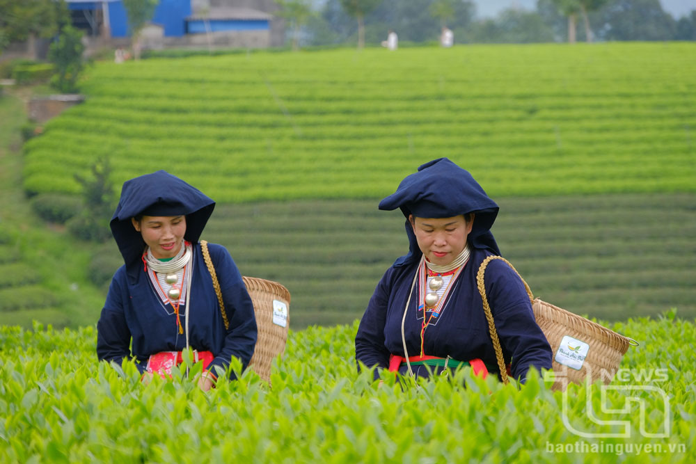 Người dân xã La Bằng (Đại Từ) thu hái chè.