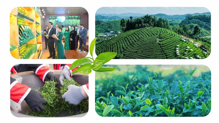 Thai Nguyen tea - From local product to symbol of integration