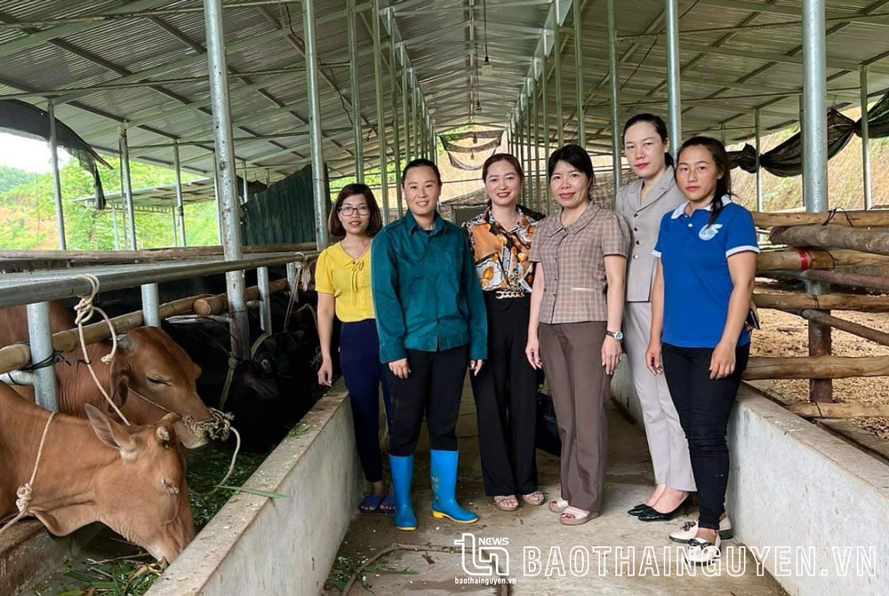 Cán bộ Hội Liên hiệp Phụ nữ huyện Đồng Hỷ tham quan mô hình chăn nuôi bò của gia đình hội viên Nguyễn Thị Trang ở xóm Tân Lập, xã Văn Lăng.