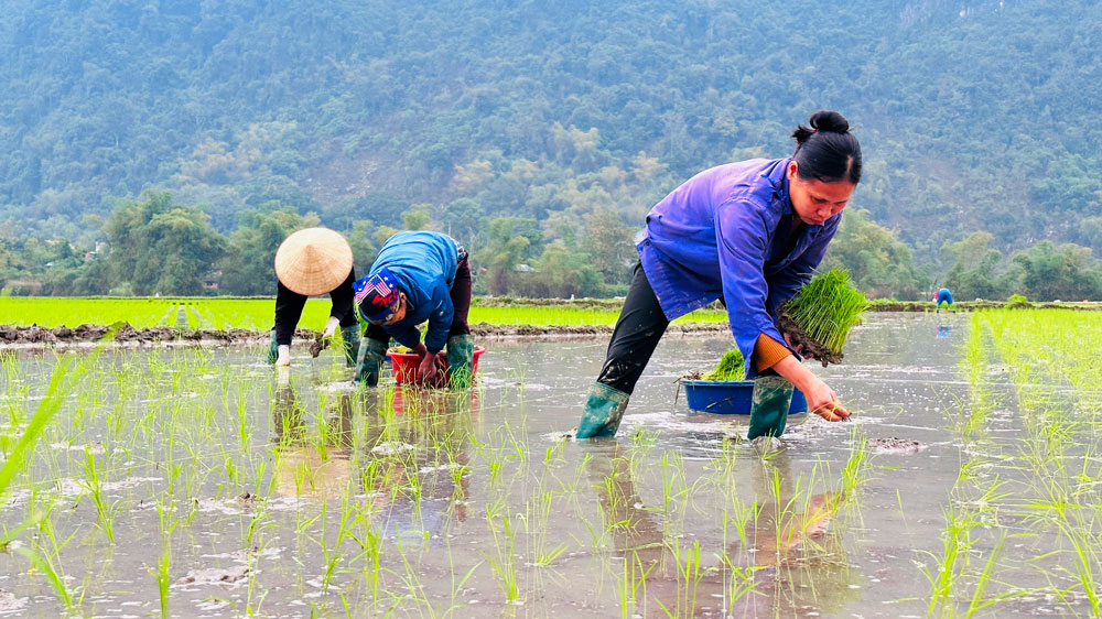 Bà con nông dân huyện Định Hoá gieo trồng lúa vụ xuân