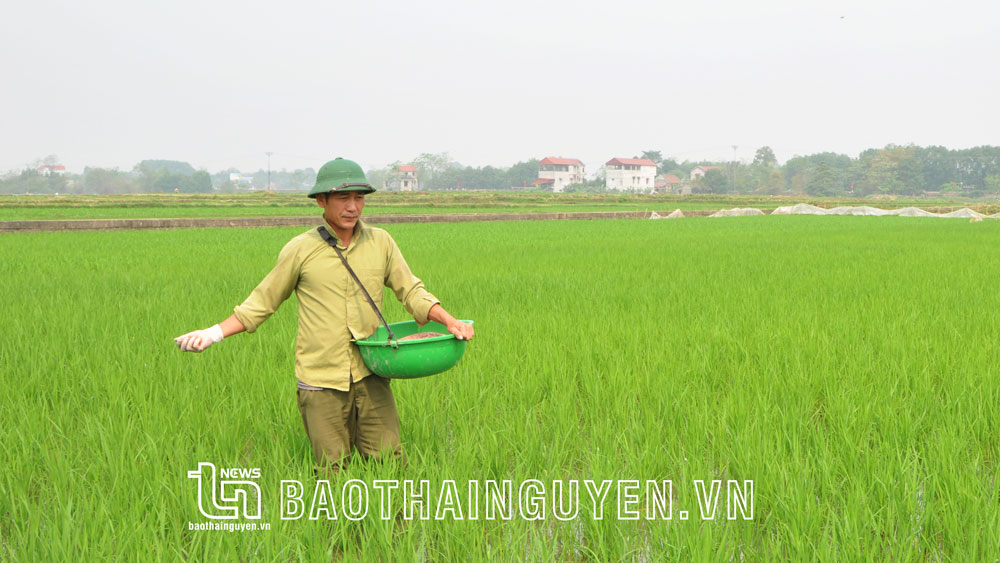 Quê lúa Phú Bình nâng 