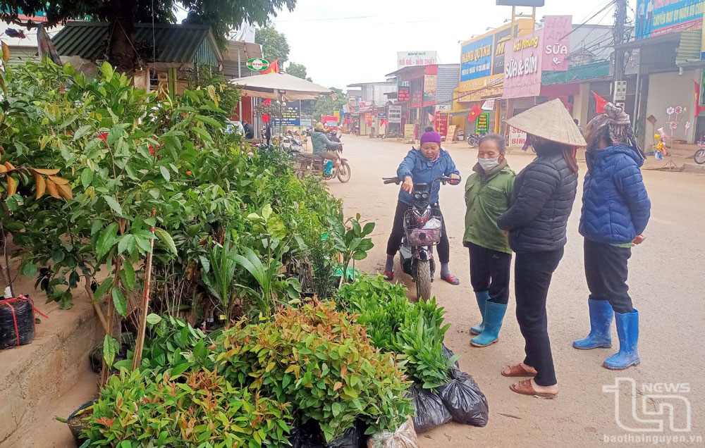 Nhiều người đến mua cây giống tại chợ Nam Hòa (Đồng Hỷ).