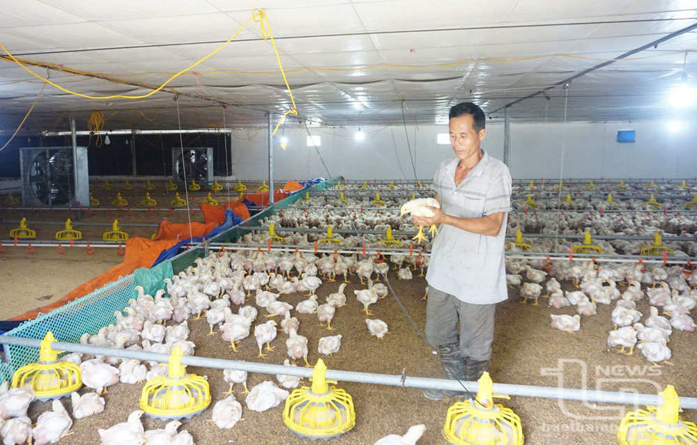 Các trang trại chăn nuôi gà ở thị trấn Hóa Thượng (Đồng Hỷ) luôn chú trọng thực hiện tốt việc bảo vệ môi trường. Ảnh: Lương Hạnh