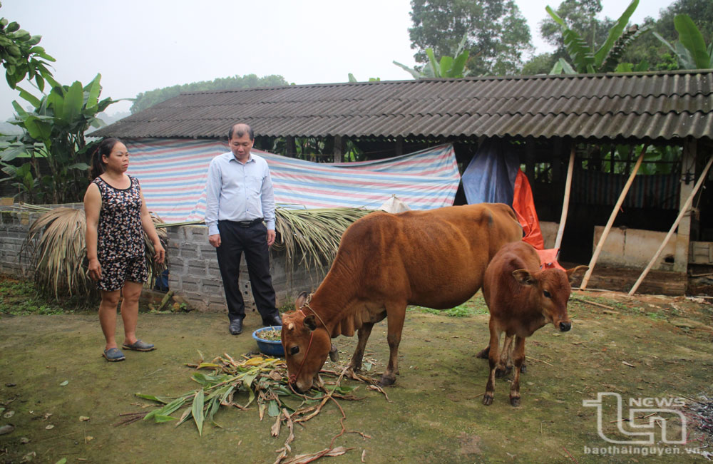 Lãnh đạo xã Bình Yên kiểm tra quá trình chăm sóc bò sinh sản sau khi gia đình chị Nông Thị Thảo (xóm Khang Thượng, xã Bình Yên) được nhận hỗ trợ.