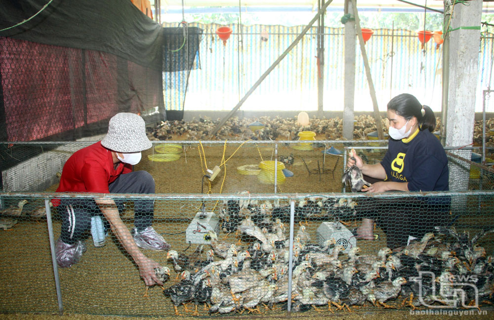 Gia đình anh Phạm Văn Cảnh, ở xóm Đầm Ban, xã Phúc Thuận (TP. Phổ Yên), vừa nhập 2.500 con gà về nuôi lứa mới, nâng tổng đàn gà lên 5.000 con.