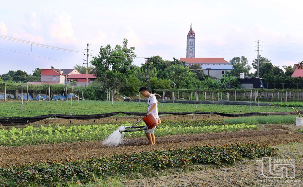 Người dân xóm Ngọc Lâm, xã Linh Sơn (TP. Thái Nguyên), tận dụng đất soi bãi và nguồn nước sông Cầu để thâm canh rau màu. Ảnh: Mạnh Hùng