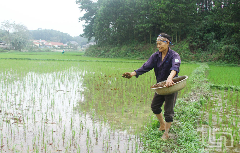 Bà Hà Thị Lợi (xóm Bình Minh, xã Minh Lập, Đồng Hỷ) bón thêm phân chuồng cho lúa.