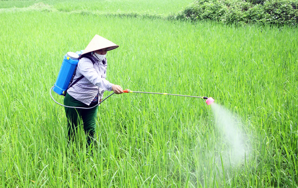 Nông dân xã Nam Hòa (Đồng Hỷ) phòng trừ bệnh đạo ôn gây hại trên lúa xuân.