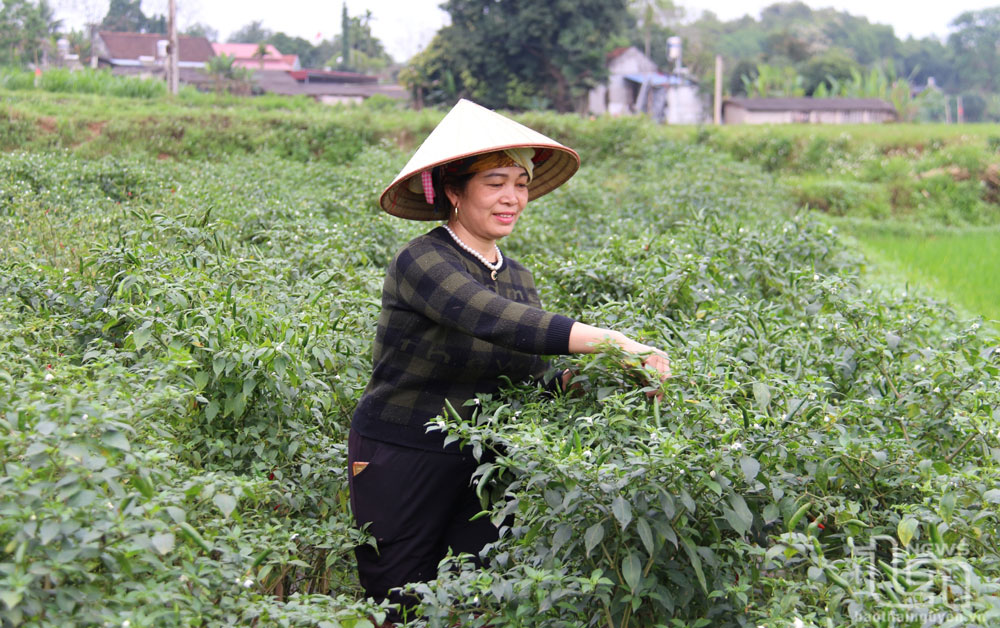Người dân xã Bảo Lý (Phú Bình) chủ động chuyển đổi cây trồng phù hợp trên các chân ruộng cao để tăng thu nhập.