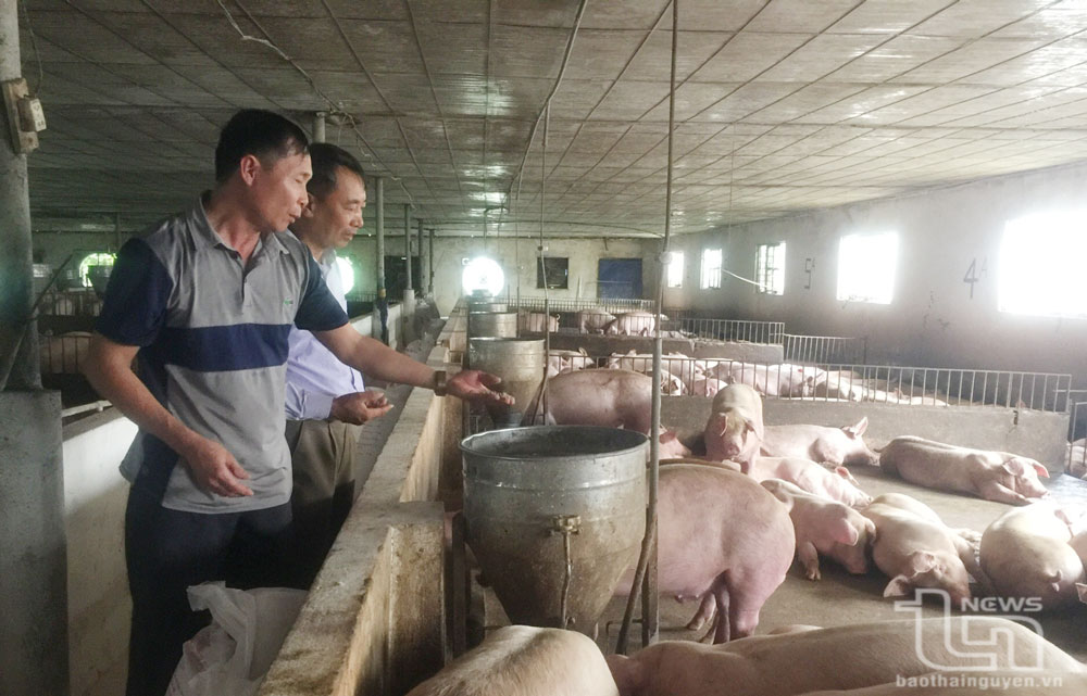 Ông Đào Văn Hiểu (áo cộc) giới thiệu về mô hình chăn nuôi lợn gia công của gia đình.