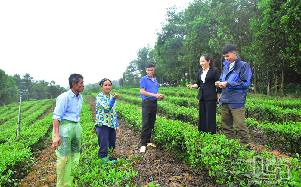 Gia đình ông Trần Tất Dùng ở xóm Na Mấn là một trong những hộ được hỗ trợ vốn, tập huấn kỹ thuật trồng và chăm sóc chè theo dự án Cải tạo, chăm sóc chè.