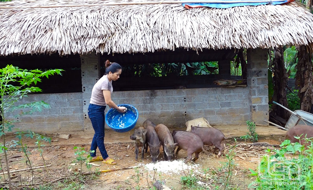 Với nguồn vốn 100 triệu đồng từ chương trình cho vay hộ nghèo của Ngân hàng Chính sách xã hội huyện Phú Lương, gia đình chị Bùi Thị Nhạn, xóm Trung, xã Yên Đổ, đầu tư vào chăn nuôi, trồng rừng cho thu nhập khá.