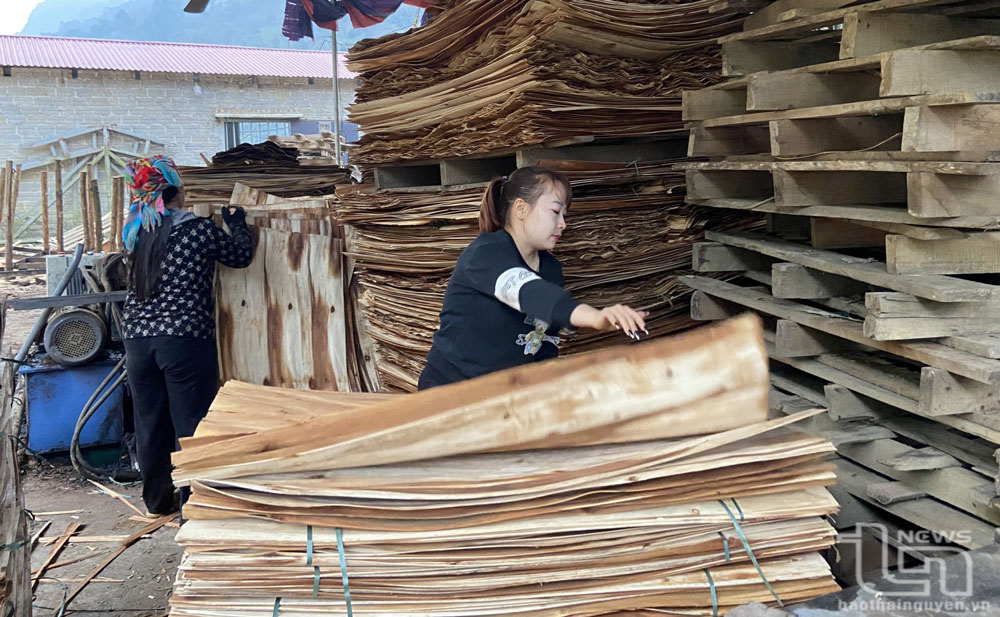 Sản xuất gỗ bóc tại cơ sở chế bến lâm sản Phạm Văn Dự ở xóm Tân Sơn, xã Cúc Đường (Võ Nhai).