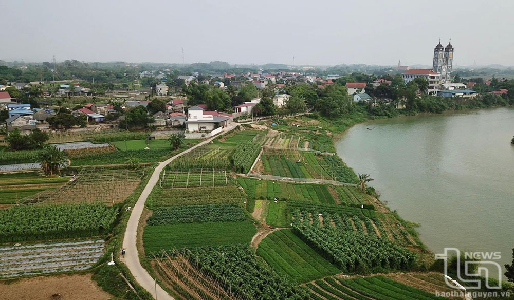 Nhân dân xóm Bến Đò, xã Linh Sơn (TP. Thái Nguyên), khai thác tiềm năng đất đai soi bãi sông Cầu để thâm canh rau màu.