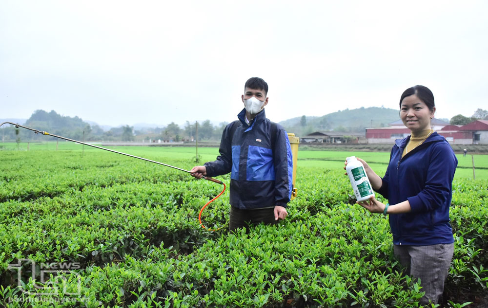 Gần 1 năm nay, gia đình anh Mai Ngọc Tân (ở xóm Bán Luông, xã Phú Cường, Đại Từ) thường xuyên dùng phân hữu cơ phun cho cây chè.
