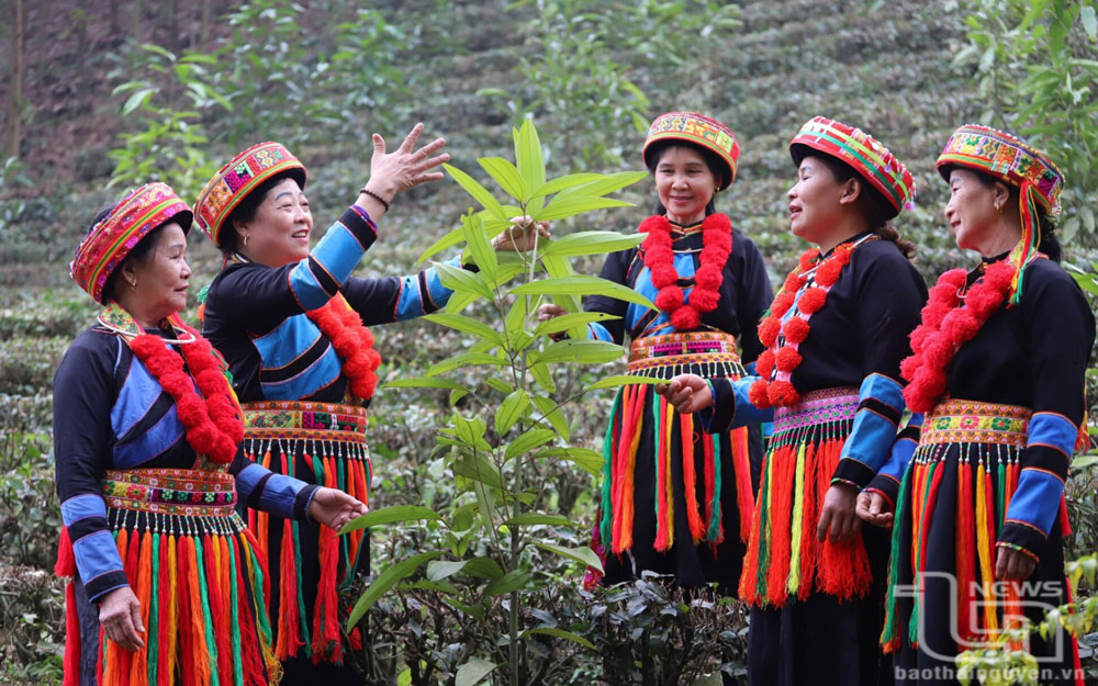 Phụ nữ người dân tộc Dao ở huyện Phú Lương tích cực bảo tồn trang phục truyền thống.