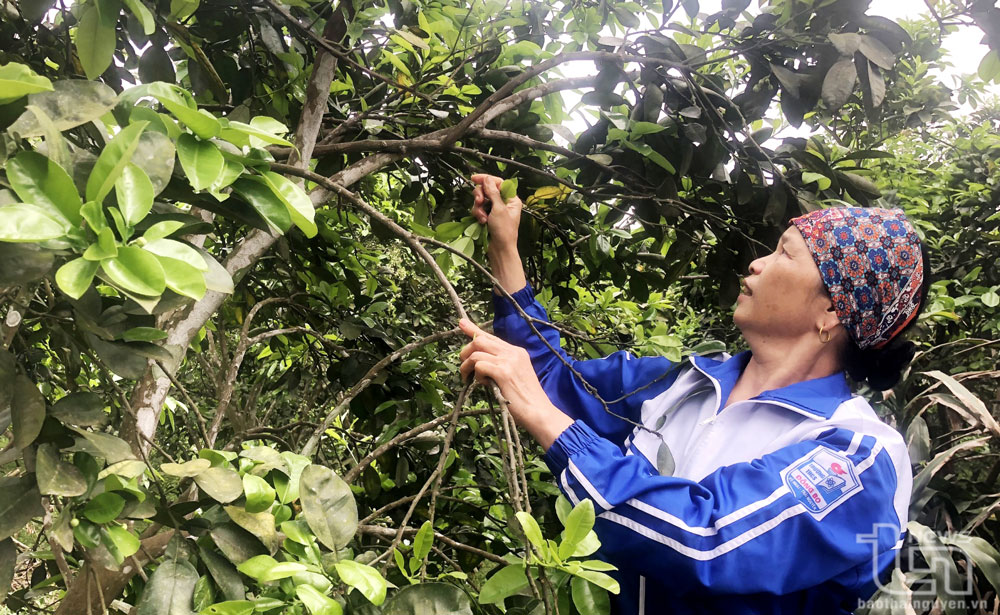 Gia đình bà Đặng Thị Loan (ở xóm Thắng Lợi, xã Tràng Xá, Võ Nhai) có kinh tế khá giả nhờ rồng rừng, cây ăn quả.