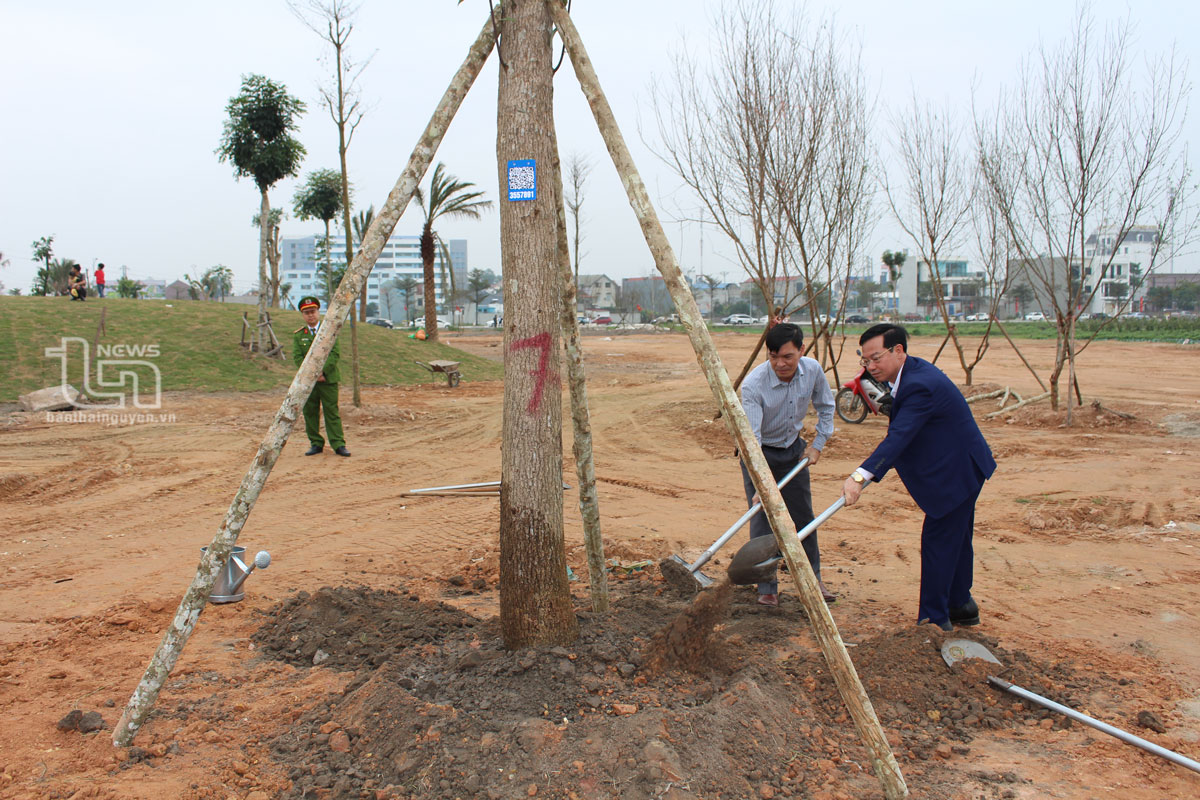 Cây Long Não được đưa vào trồng tại Dự án công viên, cây xanh khu đô thị Kim Thái.