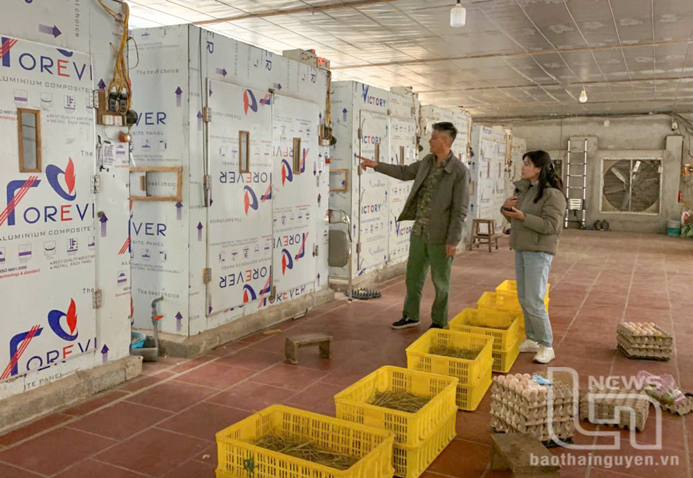 Thời điểm này giá gà giống rẻ, lò ấp nở của Bùi Quang Hữu, Giám đốc Hợp tác xã gà Tân Tiến, xóm Na Ri, xã Tân Khánh (Phú Bình) chỉ hoạt động 1/3 công suất, song vẫn chịu lỗ vì giá rẻ và bán chậm.