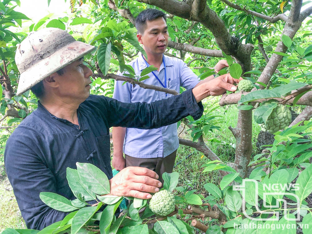 Hiện nay, mô hình thâm canh na rải vụ đã được nhân rộng ra trên địa bàn tỉnh.