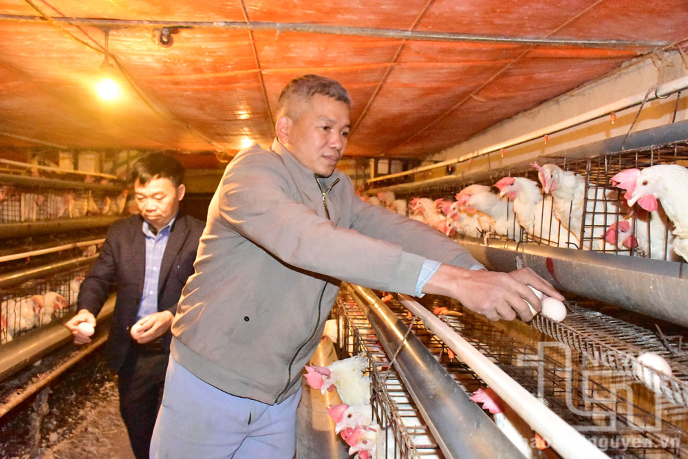 Với quy mô hơn 10.000 con gà đẻ trứng, đẻ không đều trung bình đạt khoảng 6.000-7.000 quá trứng, mỗi ngày ông Hoàng Văn Toản, chủ trang trại gà đẻ trứng xã Văn Hán, Đồng Hỷ lỗ từ 3-3,5 triệu đồng.