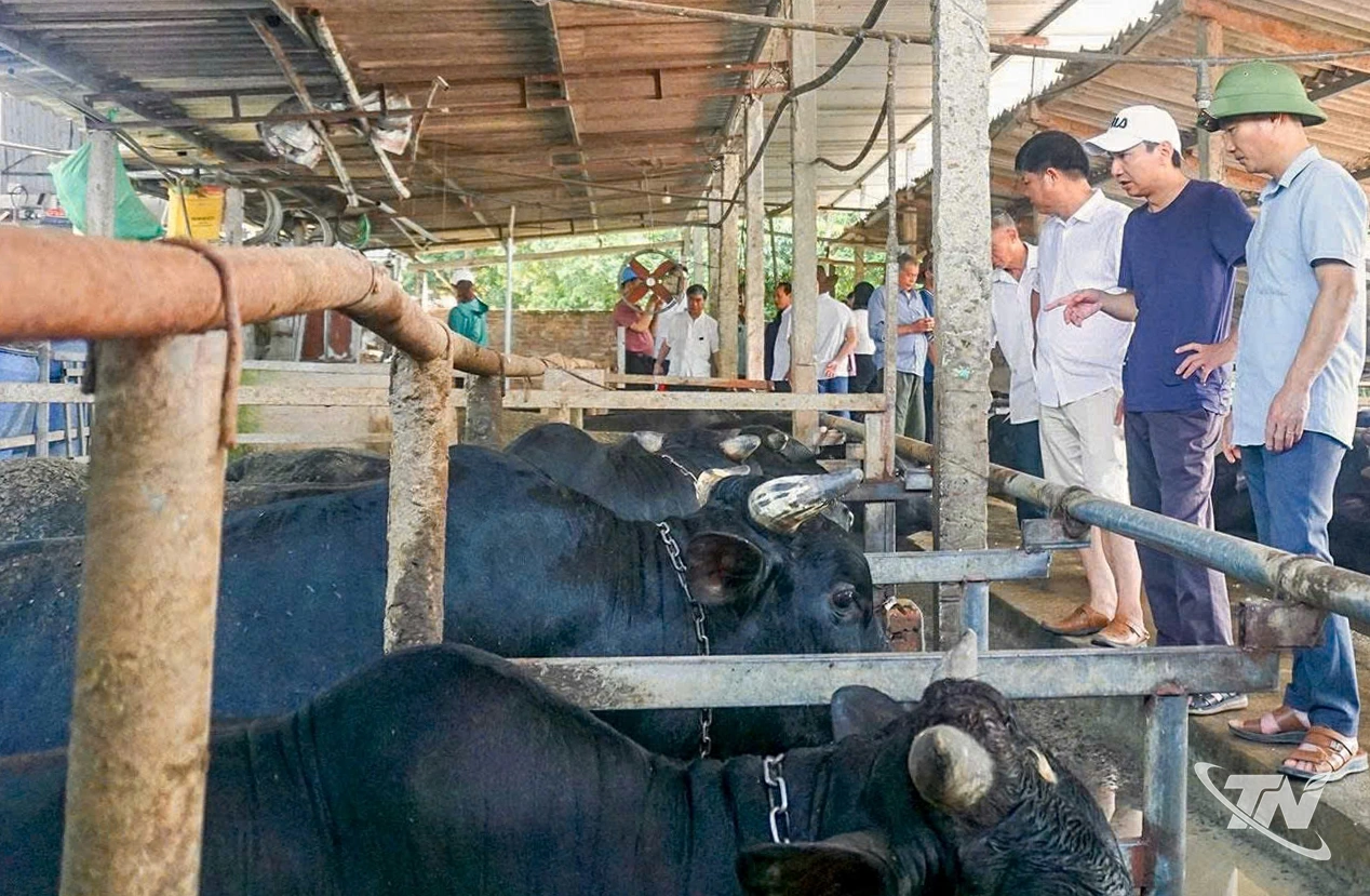 按越南标准和有机标准发展畜养合作社。