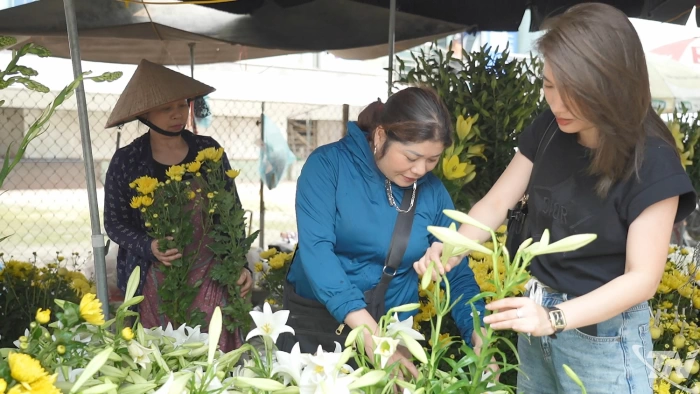 Hoa loa kèn về phố