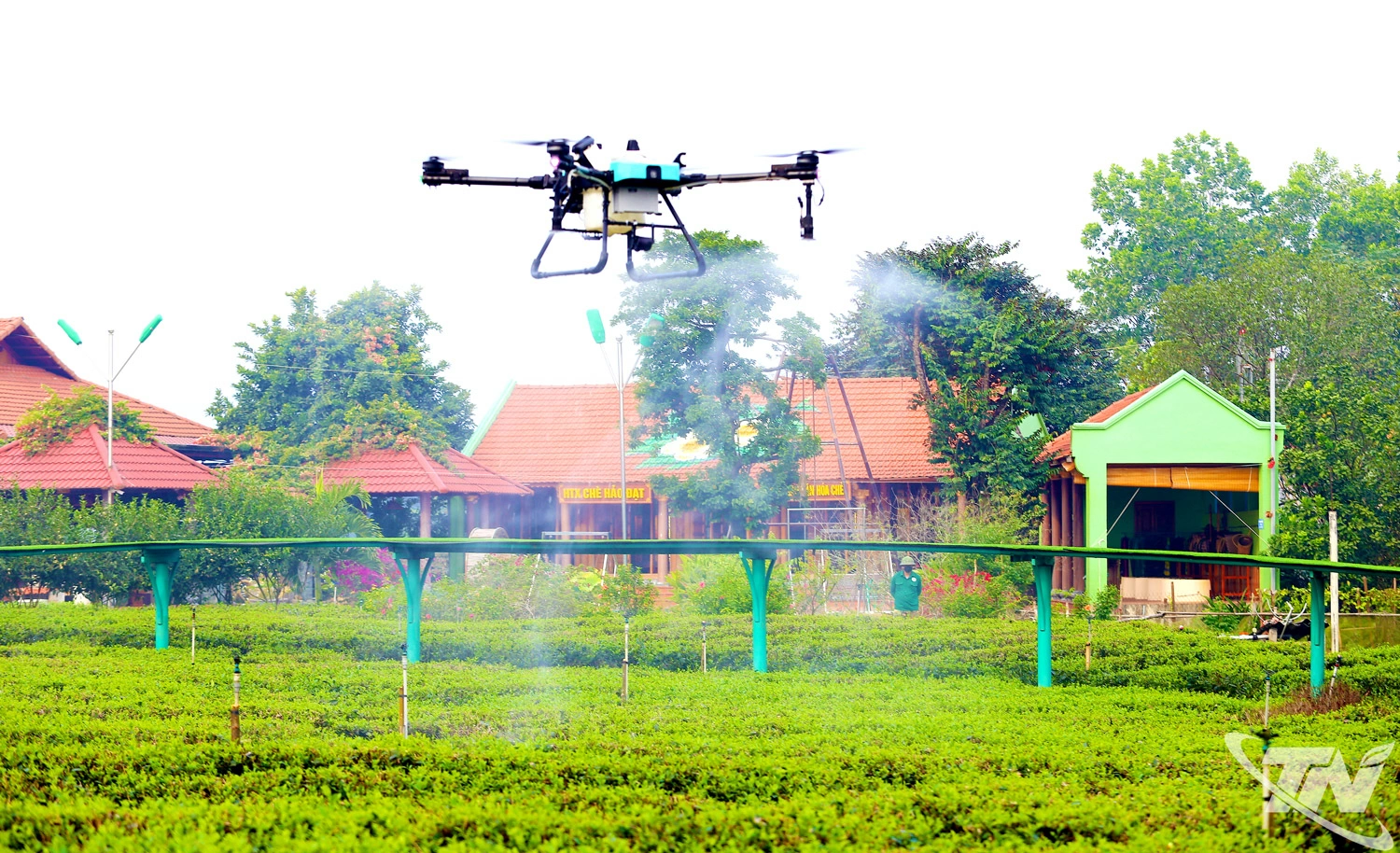 Ứng dụng thiết bị bay không người lái (UAV) để phun tưới  
cho vùng chè nguyên liệu của HTX chè Hảo Đạt (xã Tân Cương).
