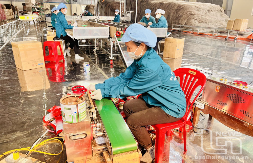 Sản xuất miến dong tại Hợp tác xã miến Việt Cường. Ảnh: H.C