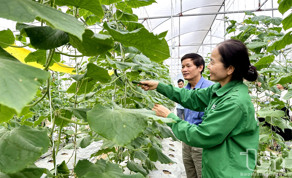 Mô hình trồng dưa chuột trong nhà màng của gia đình chị Dương Thị Dâng (ở xóm Trúc, xã Bá Xuyên, TP. Sông Công) cho thu nhập trên 20 triệu đồng/ tháng.
