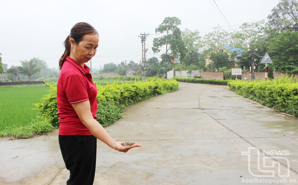 Những mảnh kim loại sắc nhọn được người dân tổ dân phố Đấp 1 (phường Đắc Sơn, TP. Phổ Yên) thu gom trên đường.