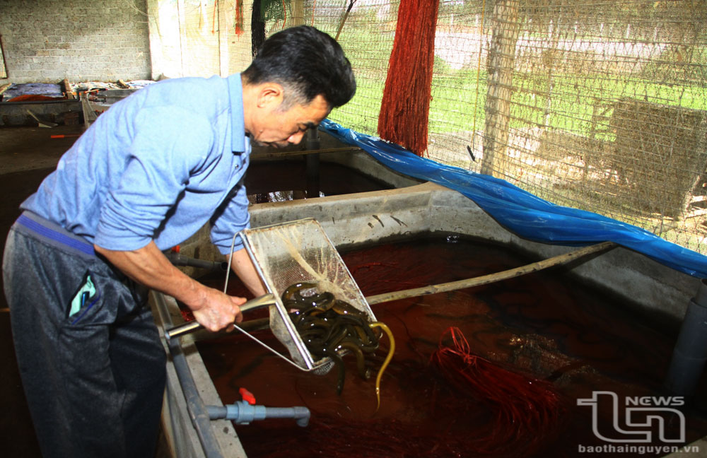 Gia đình ông Nguyễn Văn Tuyên (ở xóm Cà, xã Tân Khánh, Phú Bình) hiện có gần 100 bể nuôi lươn không bùn.