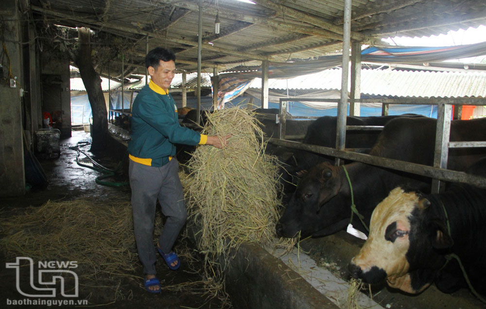 Cuối năm 2022, đàn bò của gia đình ông Quách Thanh Bình (Giám đốc HTX chăn nuôi bò BBB Thanh Bình, xã Minh Lập, Đồng Hỷ) có gần 200 con, nhưng nay chỉ còn 70 con.