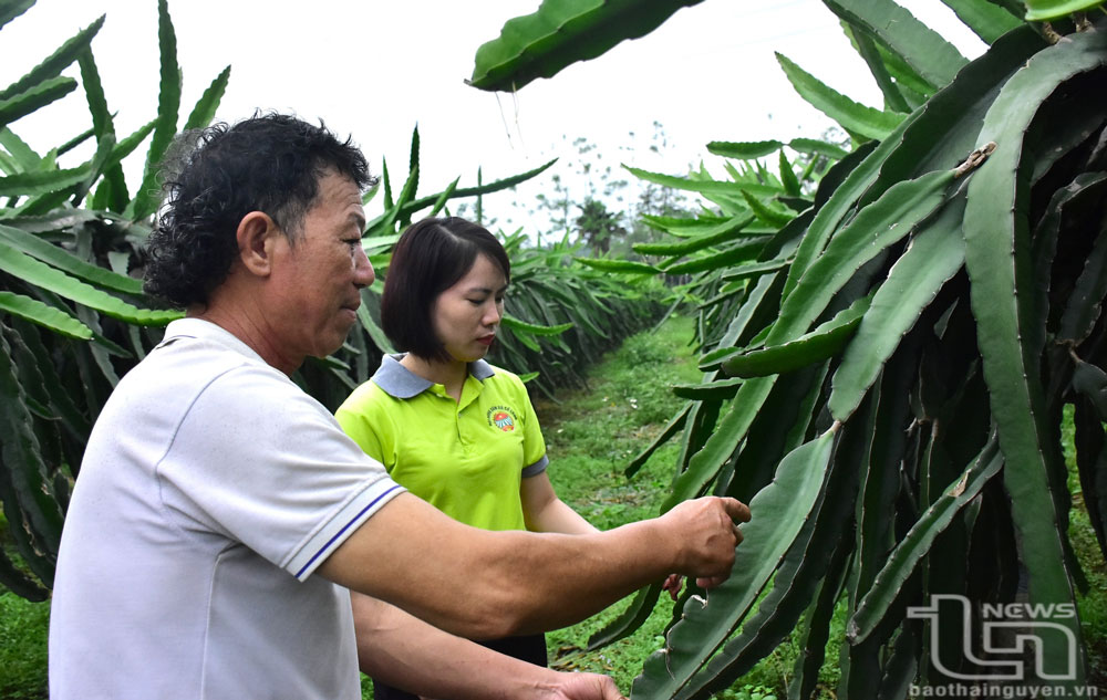 Với 1.000 gốc thanh long, mỗi năm gia đình ông Dương Văn Chín (ở xóm Làng Phan, xã Cổ Lũng, Phú Lương) thu hoạch được khoảng 10 tấn quả.