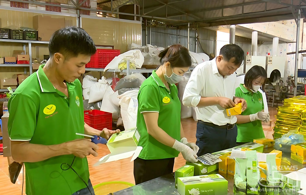 Hợp tác xã Nông sản Phú Lương phấn đấu có 1 sản phẩm từ chè đạt chứng nhận OCOP 5 sao trong năm 2024.
