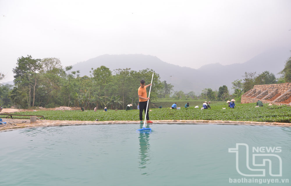 Cơ sở Homestay Hoàng Nông Farm đã xây dựng thêm bể bơi phục vụ nhu cầu nghỉ dưỡng của khách du lịch.