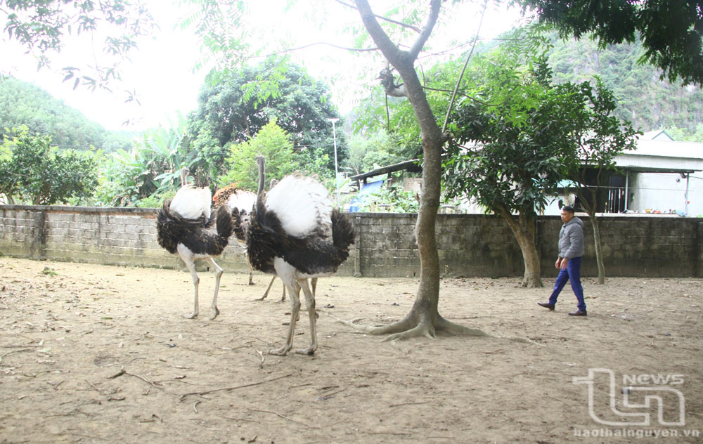 Từ hiệu quả kinh tế bước đầu, gia đình ông Hà Văn Nam (ở xóm Phú Thọ, xã Phú Đô, Phú Lương) dự định tăng số lượng nuôi đà điểu từ 20 con lên 30 con vào cuối năm 2024.