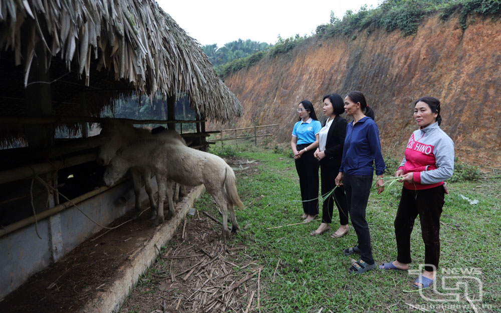 Mô hình nuôi ngựa bạch của gia đình chị Đinh Thị Lương (đứng thứ nhất từ phải sang, ở xóm Đầm Thị, xã Bình Thành, Định Hóa) mang lại hiệu quả kinh tế cao.