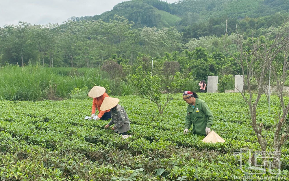 Chè là cây trồng chủ lực trong phát triển kinh tế ở xóm Đồng Ruộng, xã Tràng Xá (Võ Nhai).