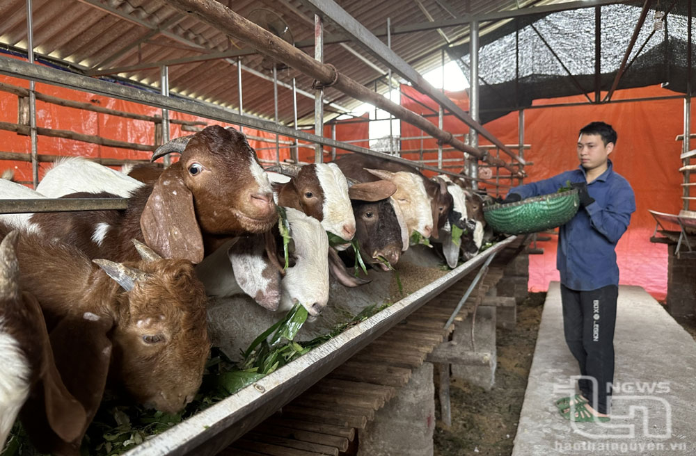 Một mô hình chăn nuôi dê mang lại hiệu quả kinh tế cao ở xã Bá Xuyên (TP. Sông Công).