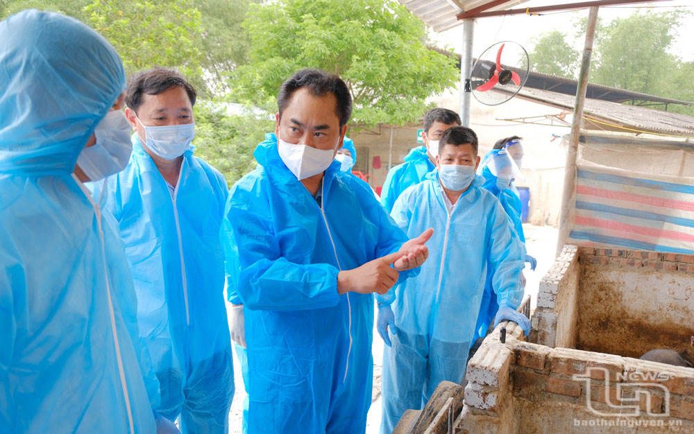 Đồng chí Chủ tịch UBND tỉnh Trịnh Việt Hùng cùng Đoàn công tác tham quan mô hình nghiên cứu, xây dựng quy trình nuôi lợn thịt từ thức ăn tự nhiên có bổ sung nguyên liệu chèn xanh Thái Nguyên.