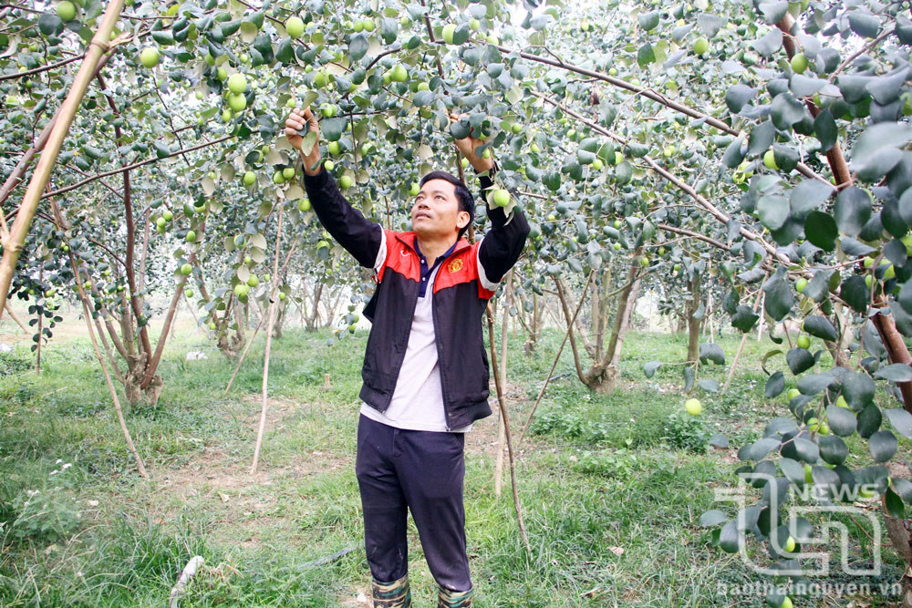 Anh Ngô Văn Trường, ở xóm Na Tranh, xã Nam Hòa (Đồng Hỷ) chăm sóc vườn táo.