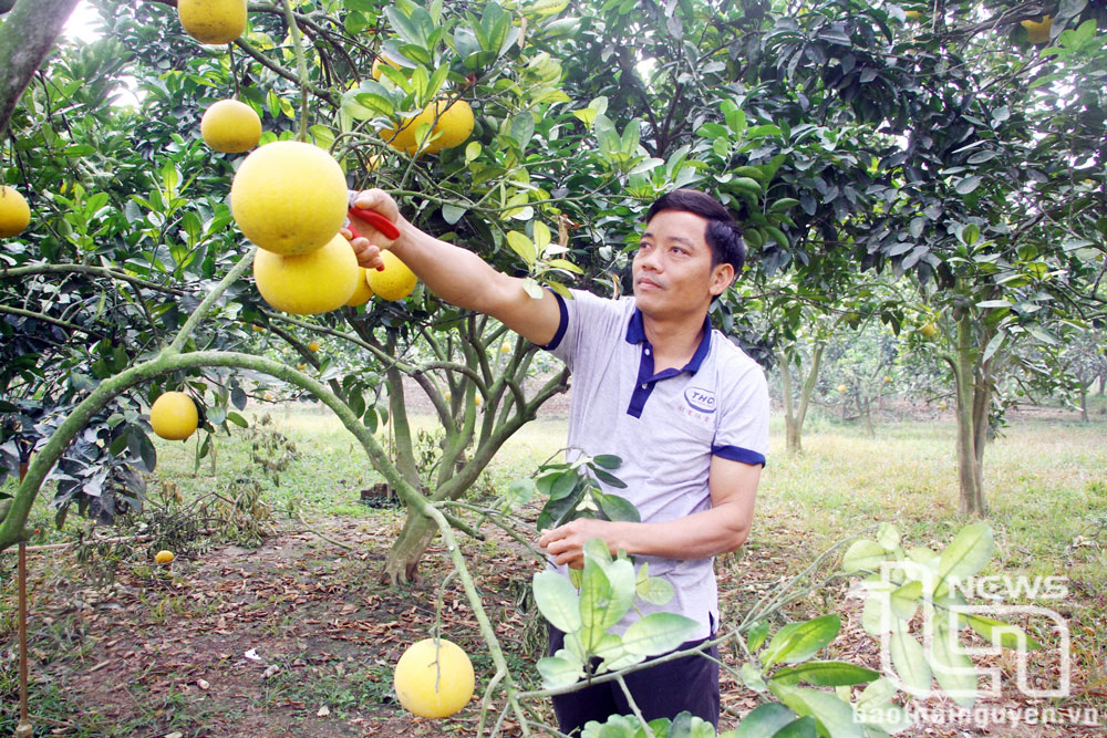Anh Ngô Văn Trường chăm sóc vườn cây ăn quả.