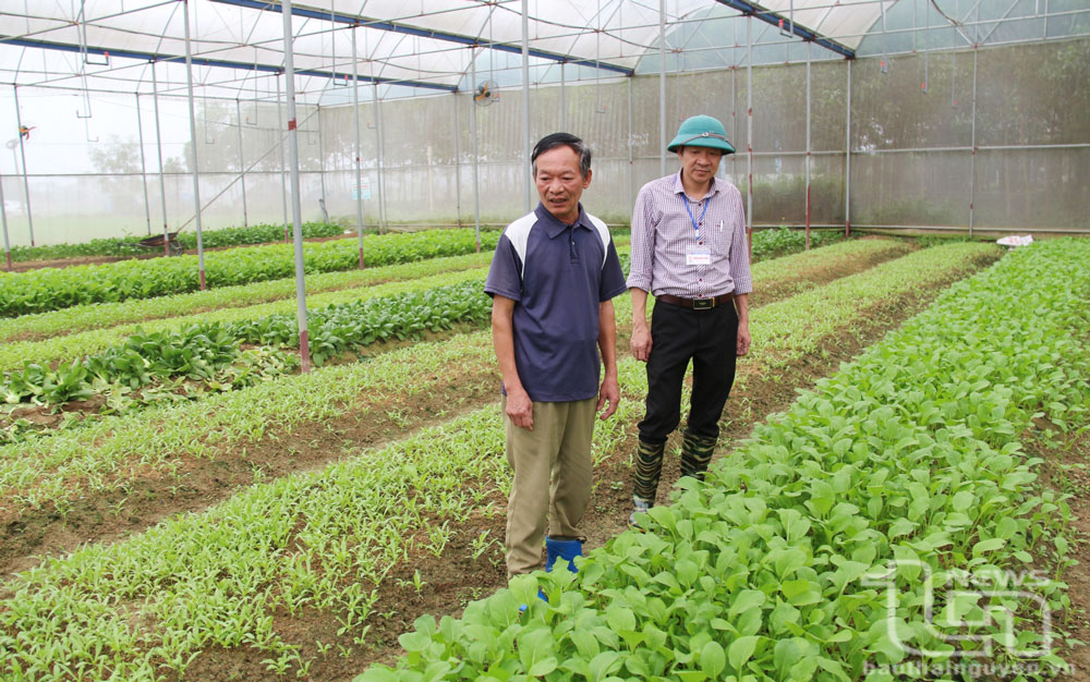 Trung bình mỗi ngày, Hợp tác xã Bình Minh (xã Nhã Lộng) cung ứng cho thị trường khoảng 1,5 tấn rau các loại.