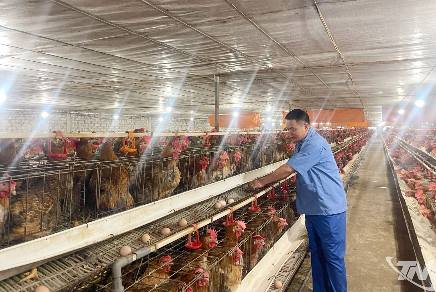 The chicken breeding model of Duong Dinh Son’s family in Pham 1 Hamlet, Kha Son Commune applies advanced science and technology, ensuring healthy chicks.