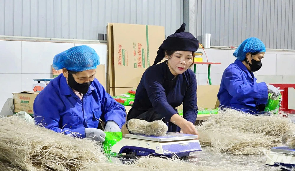 Từ nguồn vay ưu đãi, các hợp tác xã trên địa bàn Thái Nguyên đã đầu tư hiệu quả, góp phần phát triển kinh tế tập thể, nâng tầm nông sản địa phương, nhất là các sản phẩm OCOP.
