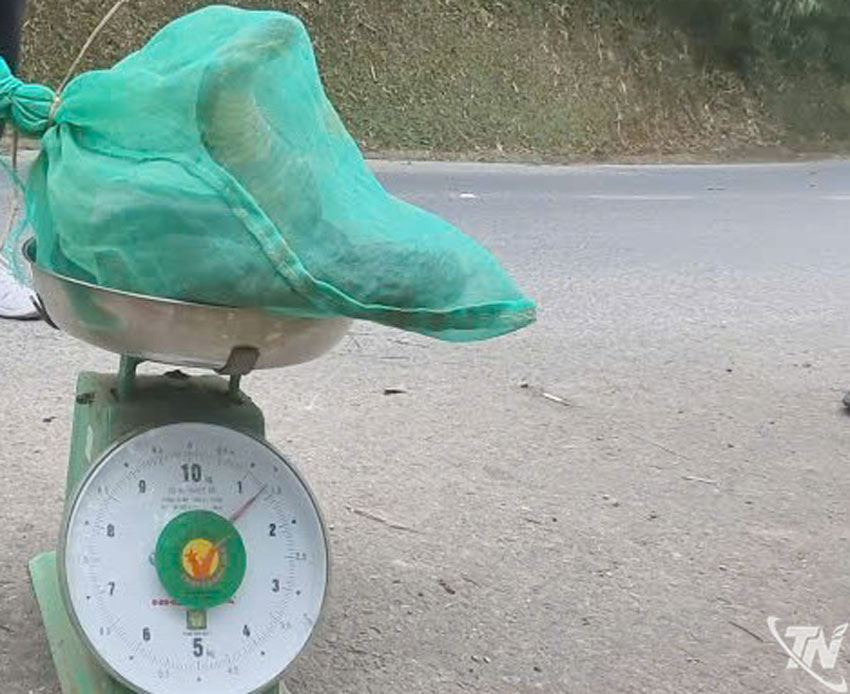 Cá thể rắn hổ mang chúa (loài động vật thuộc danh mục quý hiếm, nguy cấp cần được bảo vệ theo quy định của pháp luật)