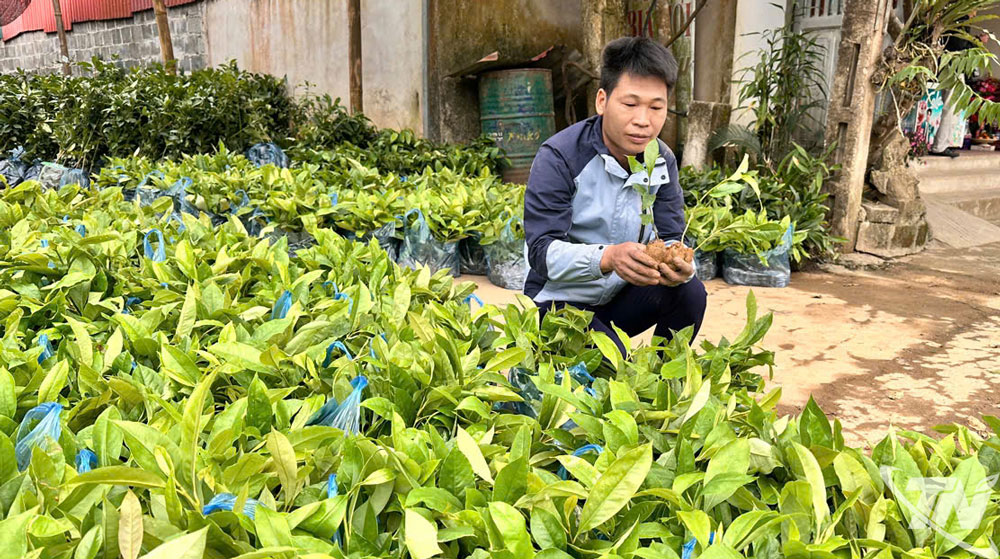 Hợp tác xã nông, lâm nghiệp Tùng Giang (xã Thượng Minh) chuẩn bị nguồn cây giống đáp ứng nhu cầu trồng rừng của người dân.