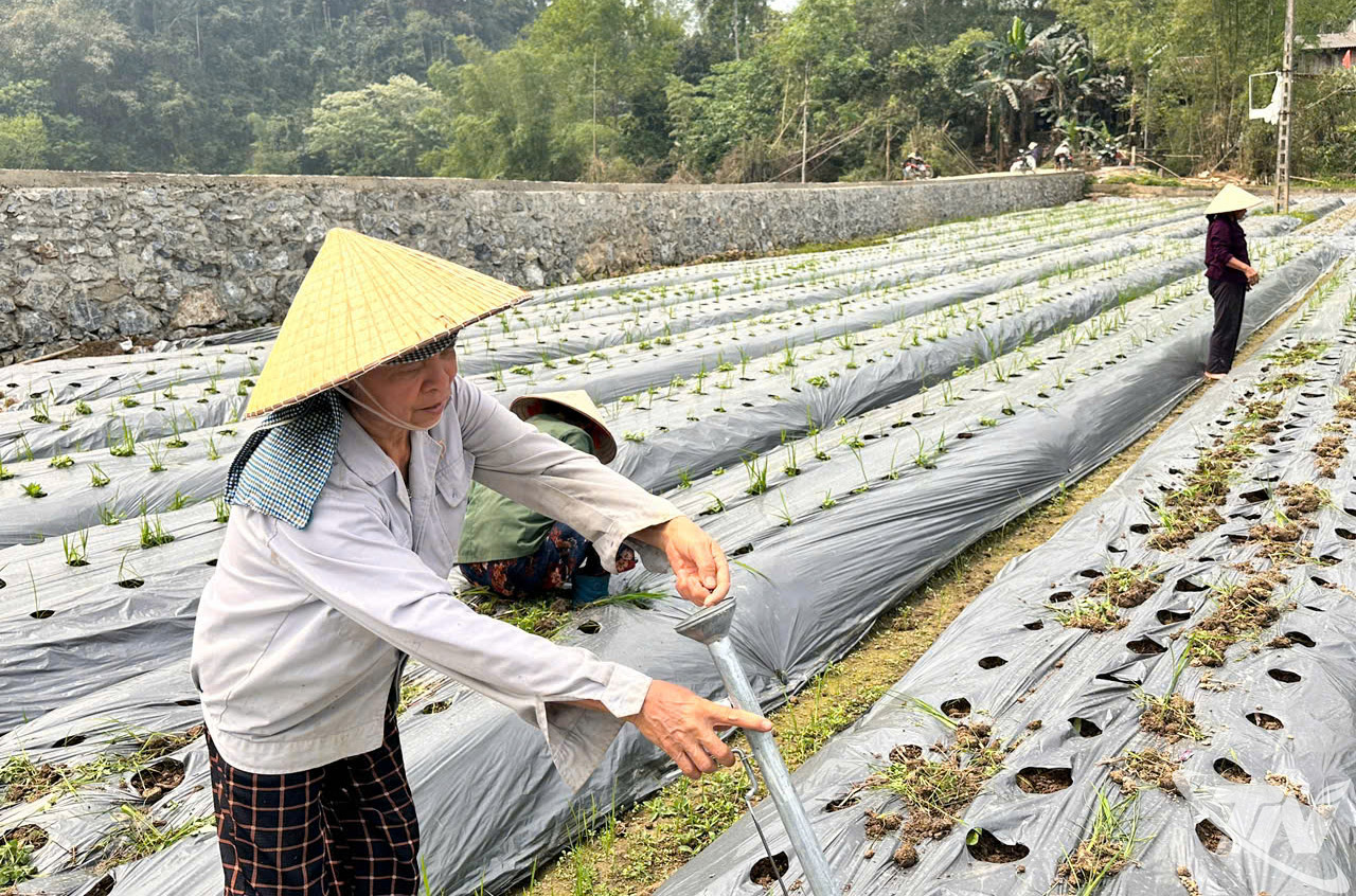 Gia đình bà Đàm Thị Mến, thôn Thiêng Điểm, xã Phúc Lộc, mở rộng mô hình trồng sâm Bố Chính, góp phần nâng cao giá trị kinh tế trên đất canh tác.
